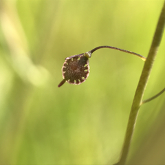 Thysanocarpus curvipes