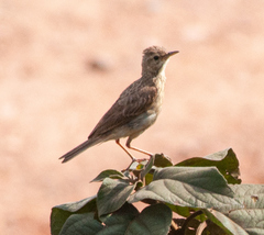 Anthus rufulus