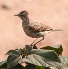 Anthus rufulus