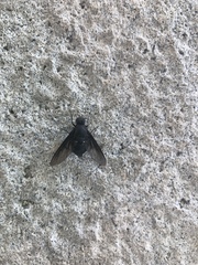 Satyramoeba bipunctata