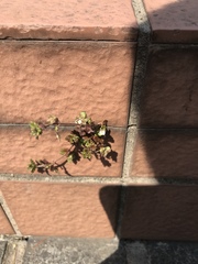 Veronica polita lilacina