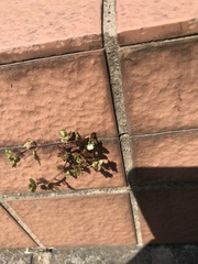 Veronica polita lilacina