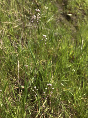 Thysanocarpus curvipes