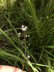 Thysanocarpus curvipes