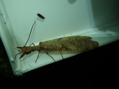 Corydalus flavicornis