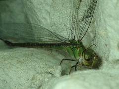 Triacanthagyna satyrus