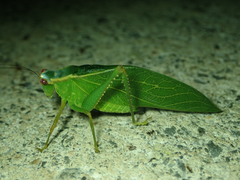 Frontinus