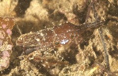 Leander tenuicornis