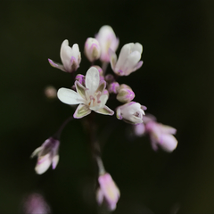 Thysanocarpus curvipes
