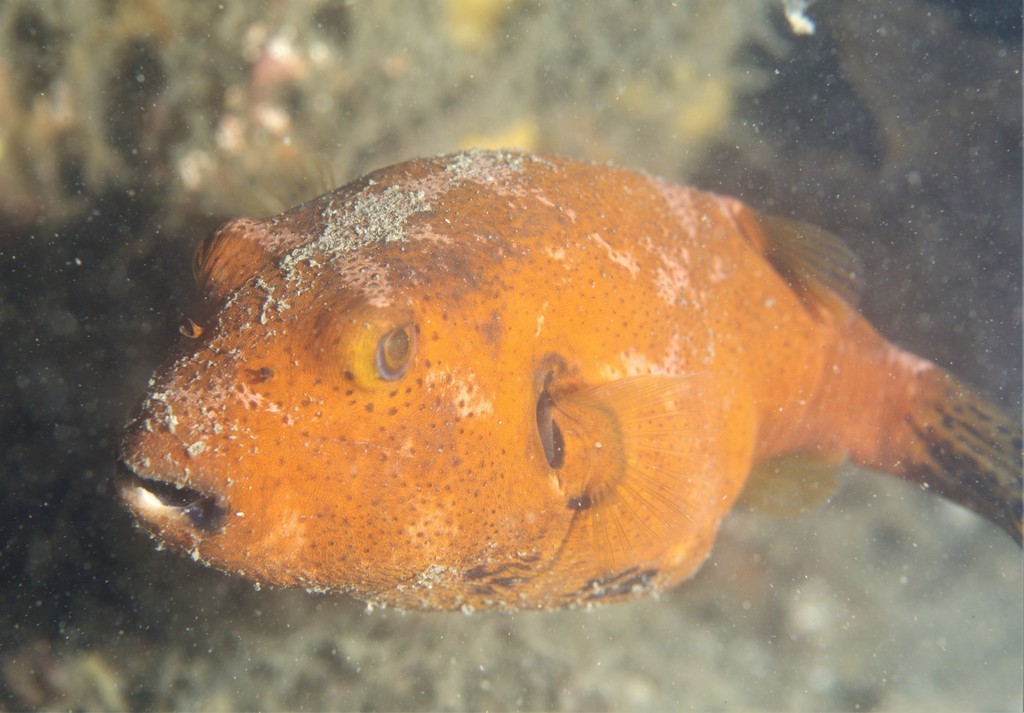 Starry Puffer (Fishes of Chowder Bay, Sydney, Australia) · iNaturalist