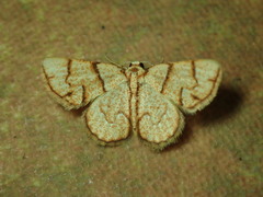 Nematocampa