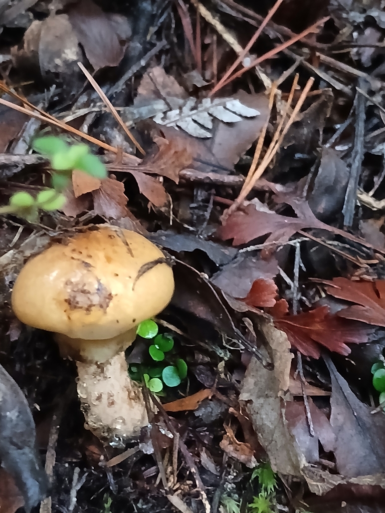 Suillus salmonicolor · April 2026 · photo: © mphnz (iNaturalist, cc0)