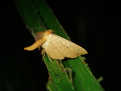 Loxiorhiza unitula
