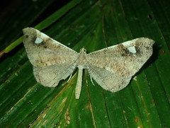 Macrosoma conifera