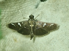 Nomophilini