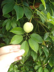 Stauntonia hexaphylla