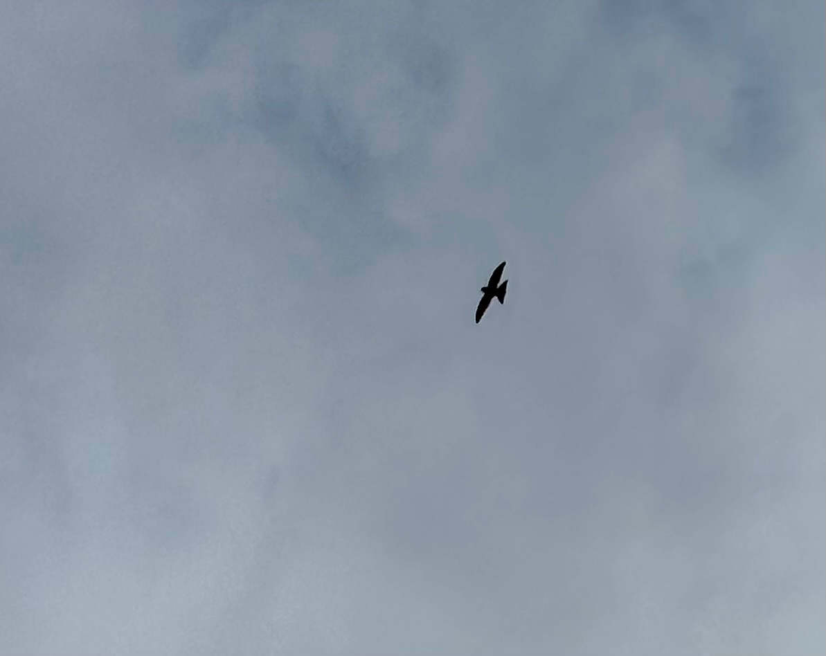 Apus apus (Linnaeus, 1758)