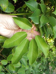 Stauntonia hexaphylla