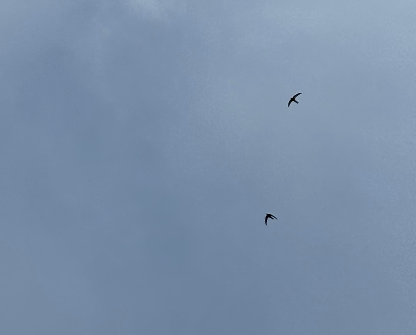 Apus apus (Linnaeus, 1758)
