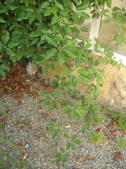 Stauntonia hexaphylla