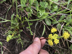 Lomatium caruifolium