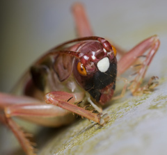 Ocellarnaca furcifera