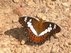 Moduza procris procris