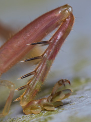 Ocellarnaca furcifera