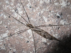 Tipula coquilletti
