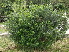 Zanthoxylum beecheyanum