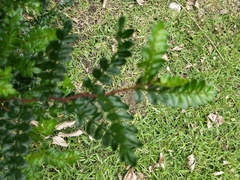 Zanthoxylum beecheyanum