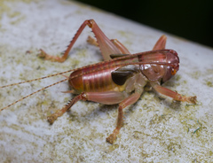Ocellarnaca furcifera