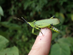 Taphronota calliparea