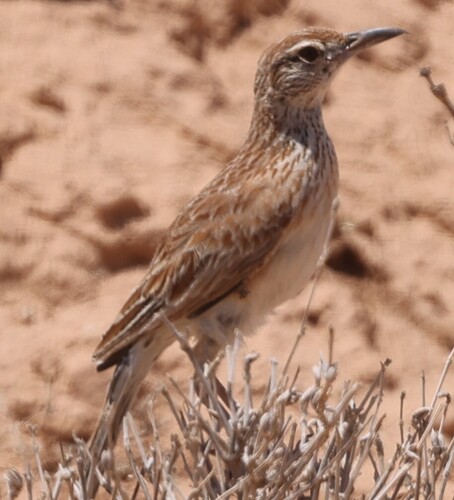 Somali Lark