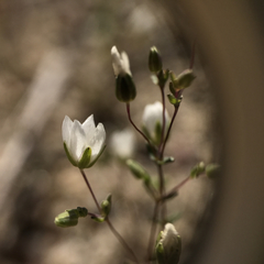 Sabulina californica
