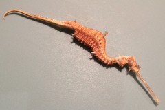 Ruby Seadragon photo 2