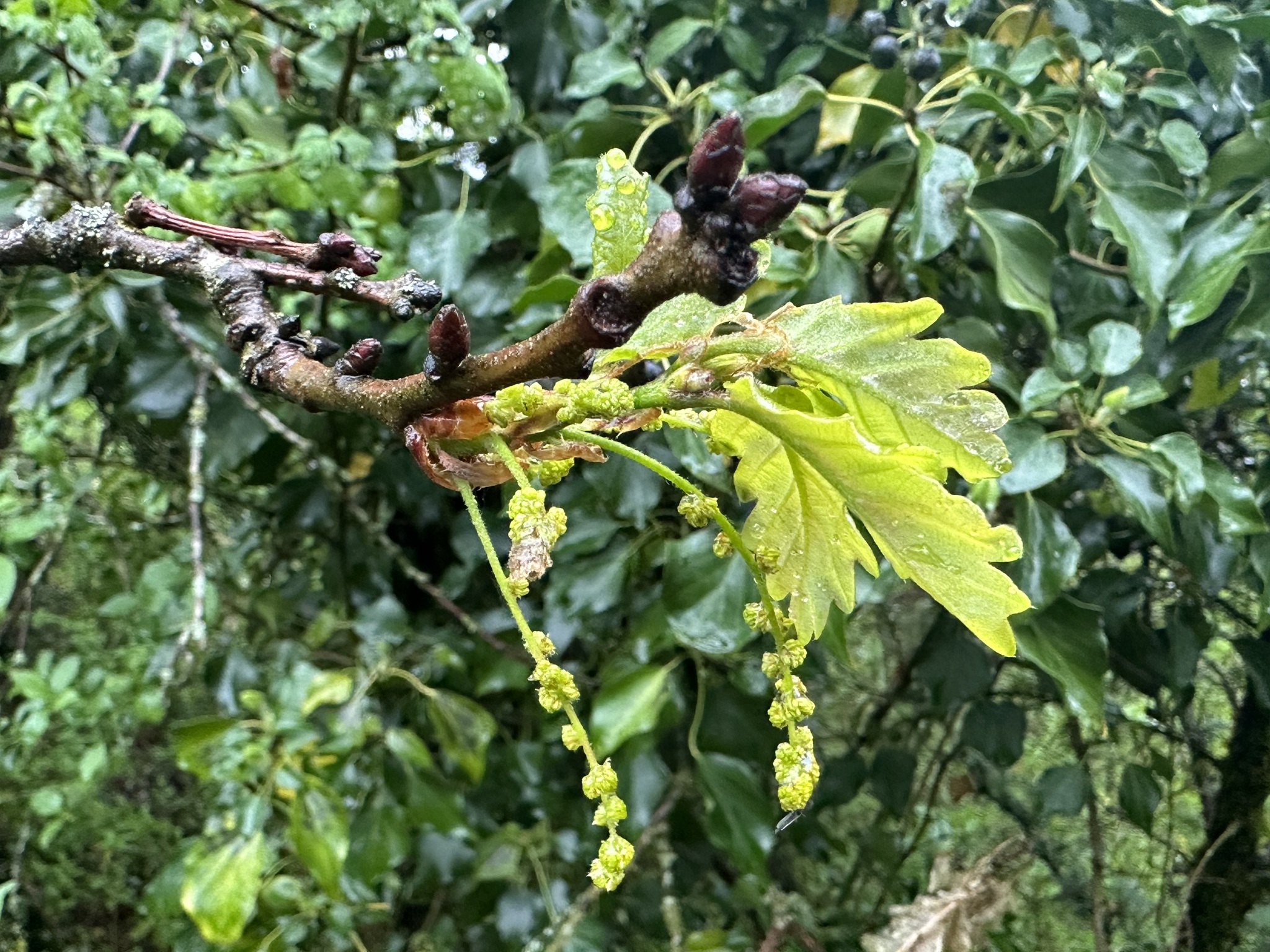 Imagem de Quercus petraea