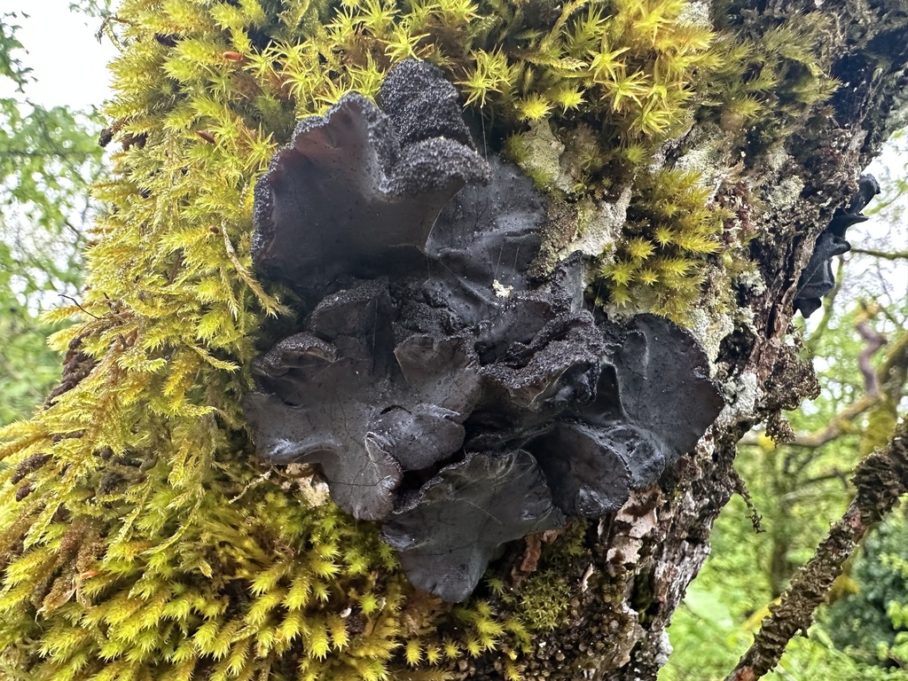 Exidia truncata · April 2026 · photo: © jasonrgrant (iNaturalist, cc-by)