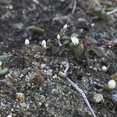 Sabulina californica