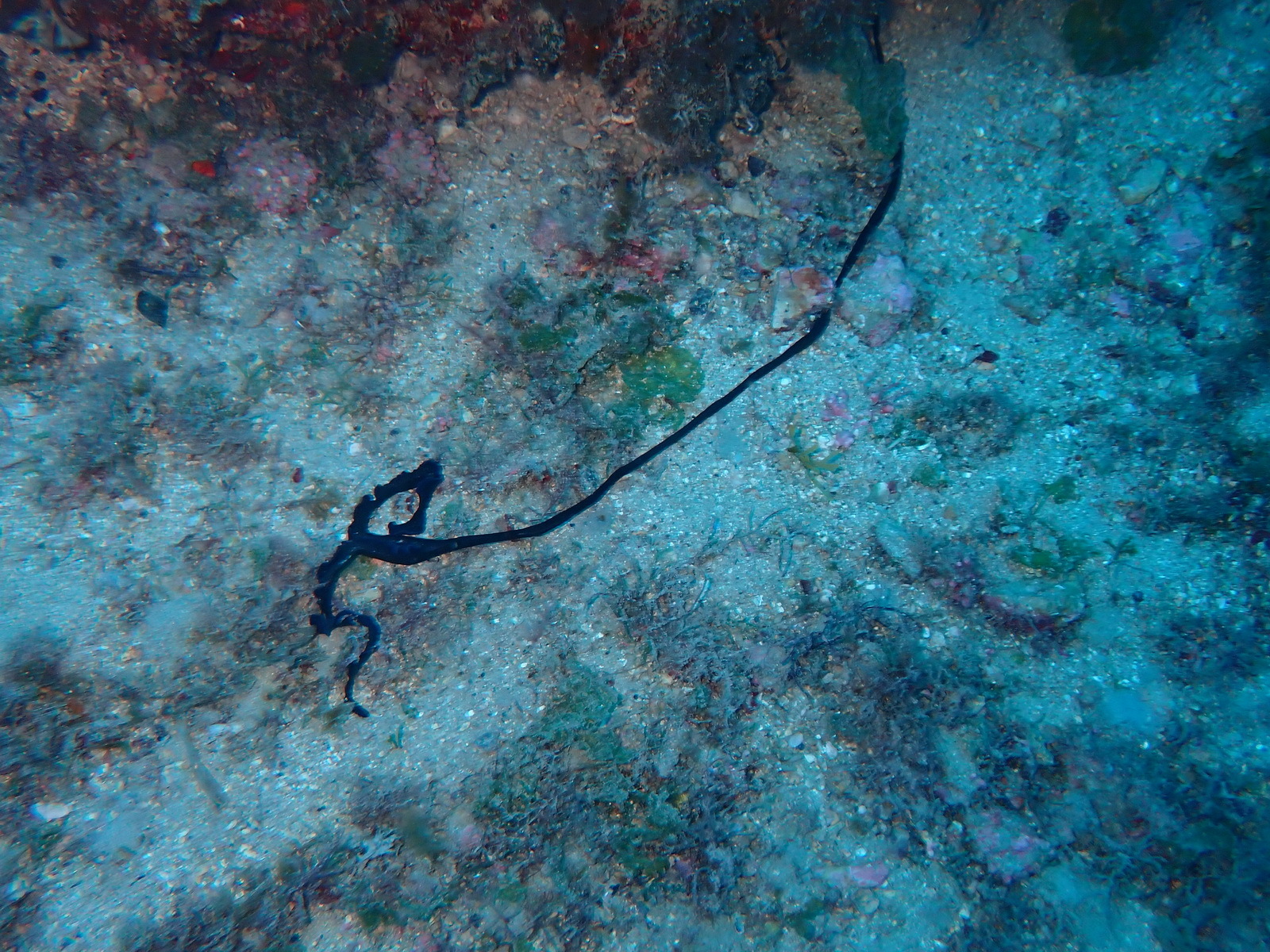 Bonellia viridis Rolando, 1822