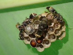 Ropalidia aethiopica