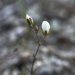 Sabulina californica