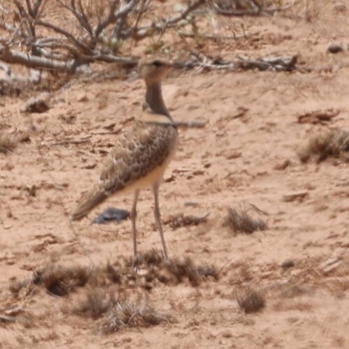 Double-banded Courser