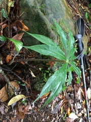 Arisaema formosanum