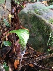Arisaema formosanum