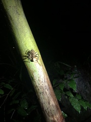 Heteropoda distincta