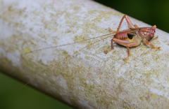 Ocellarnaca furcifera