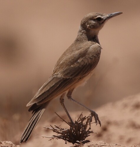 Lesser Hoopoe-Lark