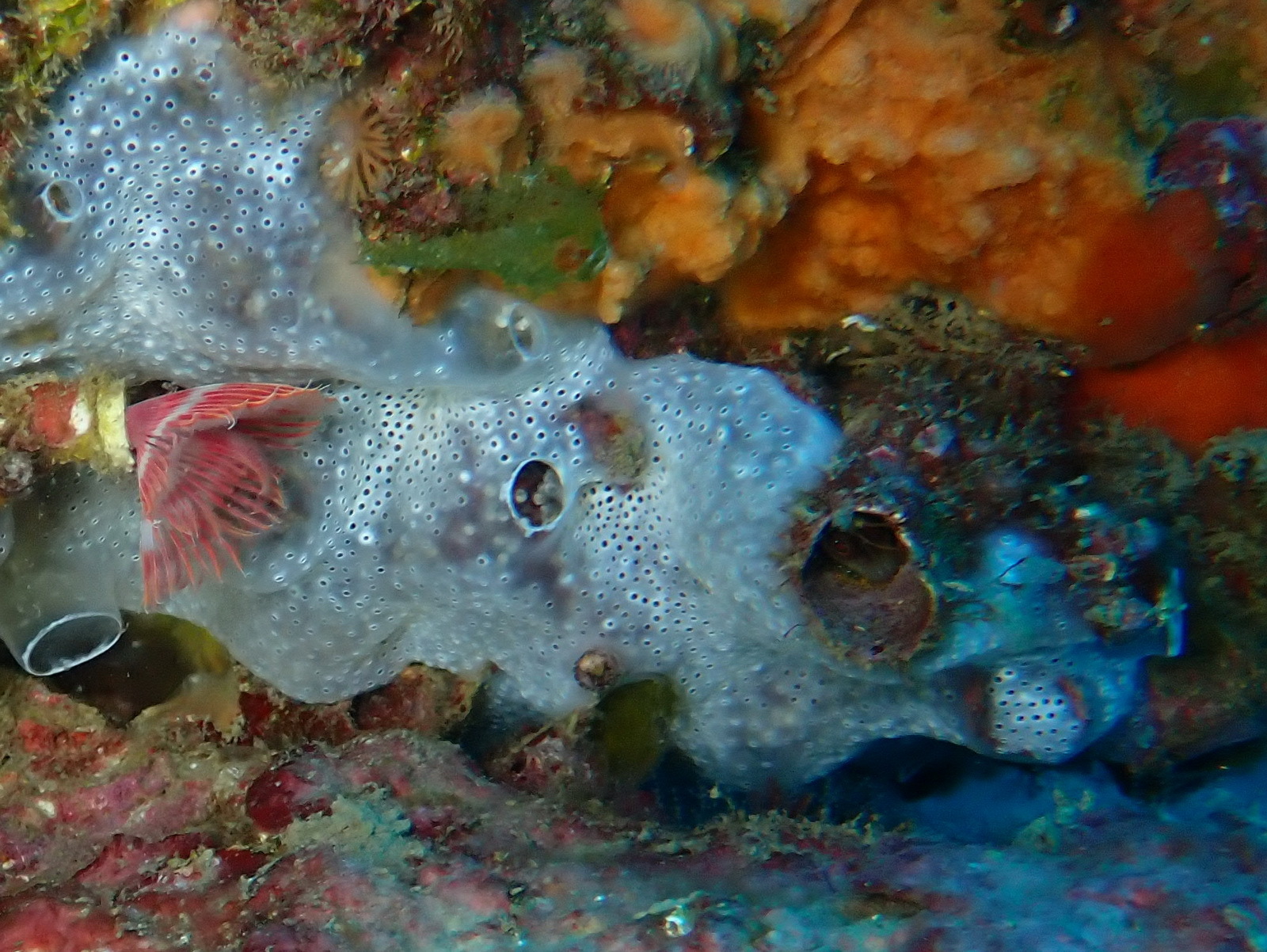 Diplosoma spongiforme (Giard, 1872)