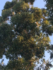 Acacia auriculiformis